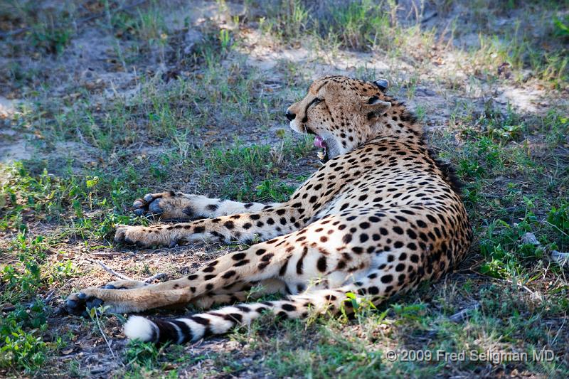 20090615_132730 D3 X1.jpg - The spots are solid (vs rosettes in the leopard). The cheetah has fewer facial spots than does a leopard